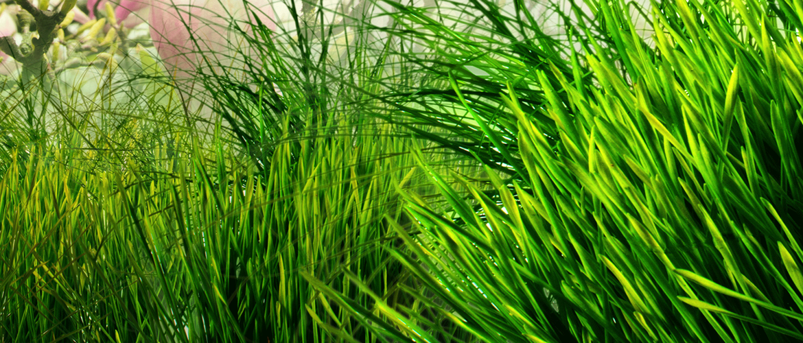 Erba verde