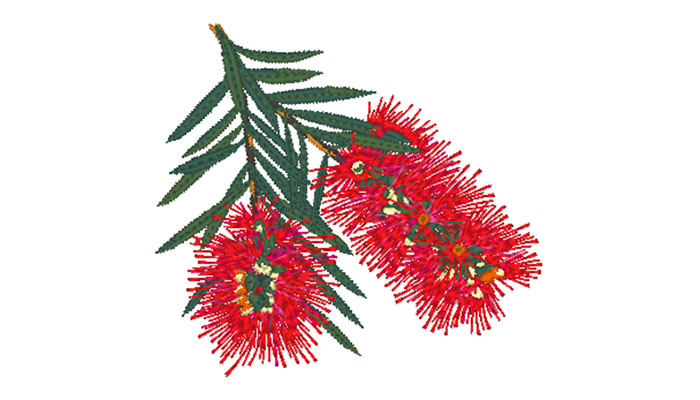 Bottlebrush flower/leaf