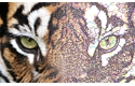 Brother BE EmbroideryStudio Software 6